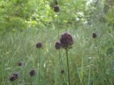 Allium sphaerocephalon