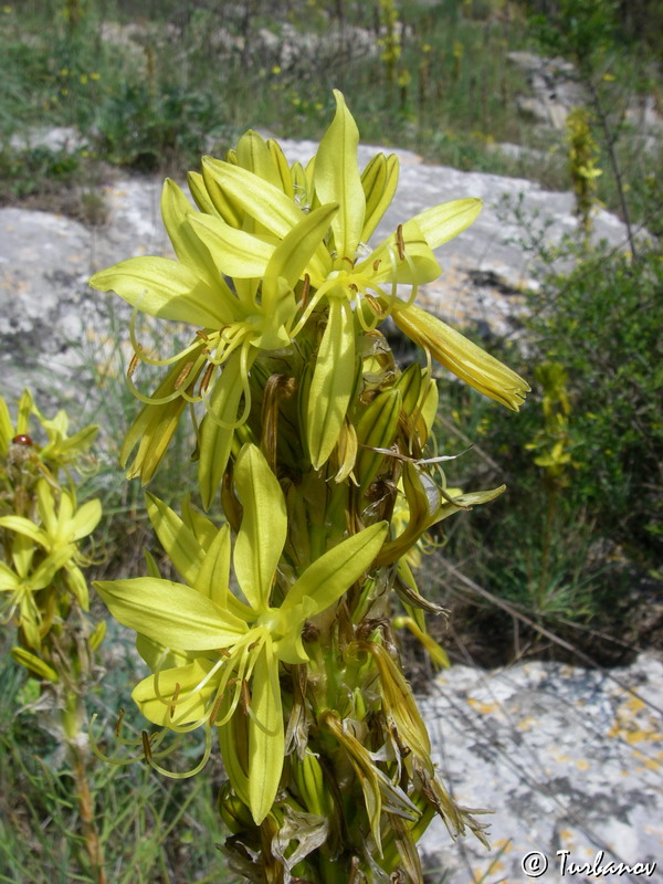 Изображение особи Asphodeline lutea.