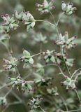 род Thalictrum. Часть соплодия с невызревшими плодами. Германия, г. Krefeld, Ботанический сад. 06.08.2013.