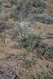 Oedibasis apiculata. Цветущее растение. Южный Казахстан, восточная граница пустыни Кызылкум. 06.05.2013.