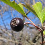 Crataegus pentagyna