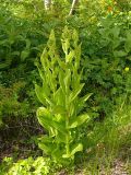 Veratrum lobelianum