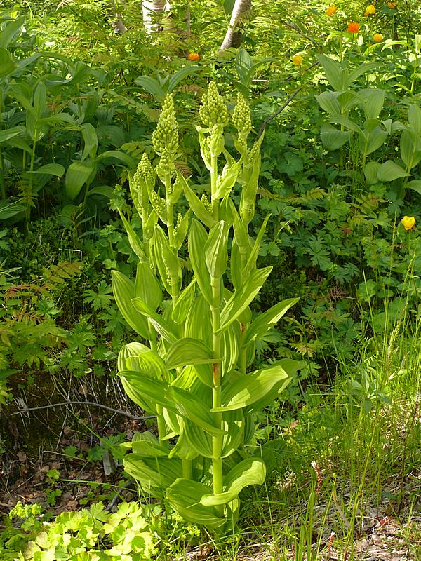 Изображение особи Veratrum lobelianum.