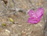Rhododendron mucronulatum. Побег с ещё нераспустившимися листьями и цветком. Владивосток, Академгородок. 20 апреля 2014 г.