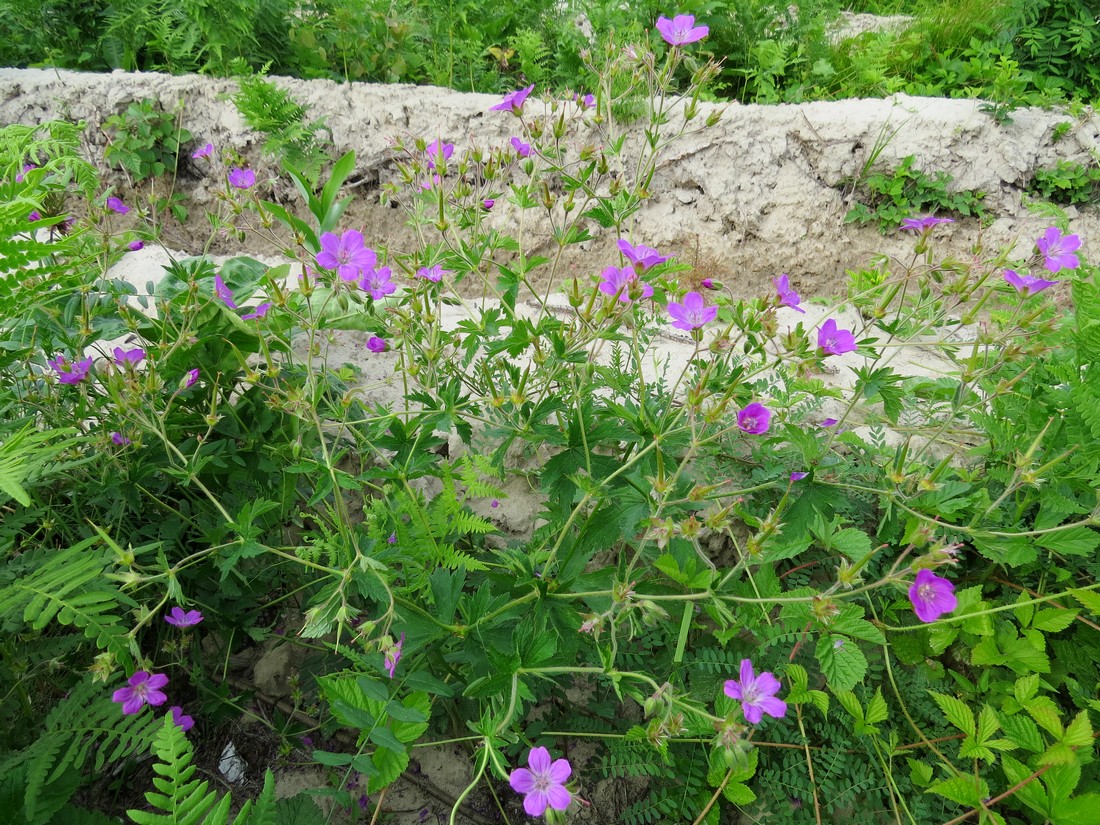 Изображение особи Geranium sylvaticum.