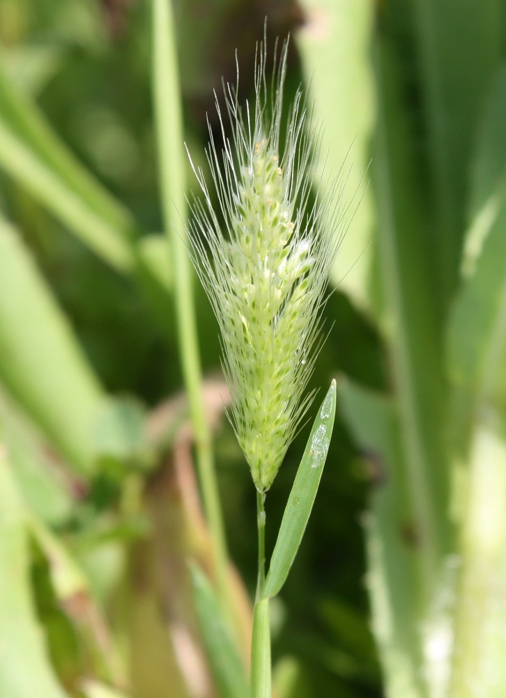 Изображение особи Polypogon monspeliensis.