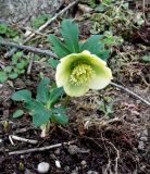 Helleborus caucasicus. Цветущее растение. Краснодарский край, г. Новороссийск, дендропарк НПИ КубГТУ, в культуре. 18.03.2014.