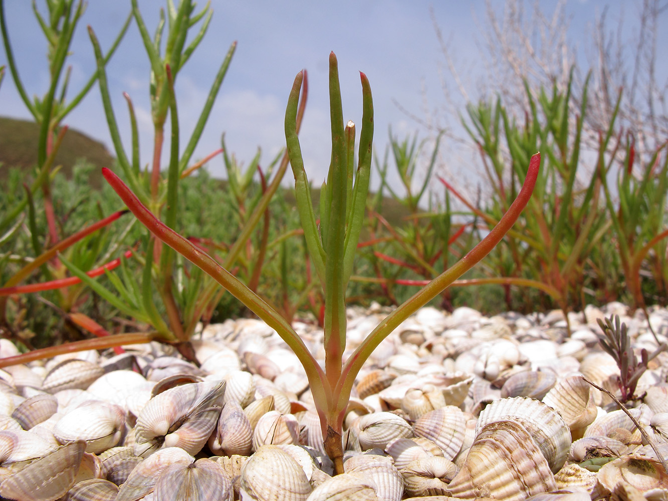 Image of Salsola soda specimen.