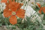 Papaver fugax