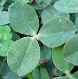 Trifolium bonannii