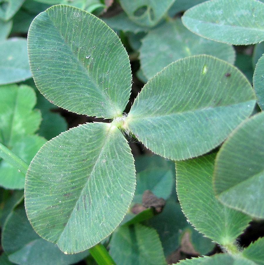 Изображение особи Trifolium bonannii.