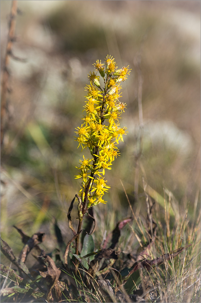 Изображение особи Solidago virgaurea.