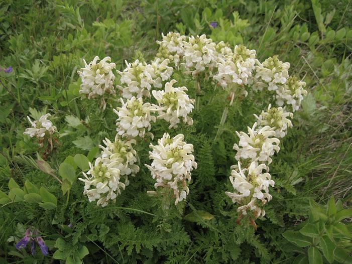 Изображение особи Pedicularis schistostegia.