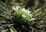 Erysimum leucanthemum