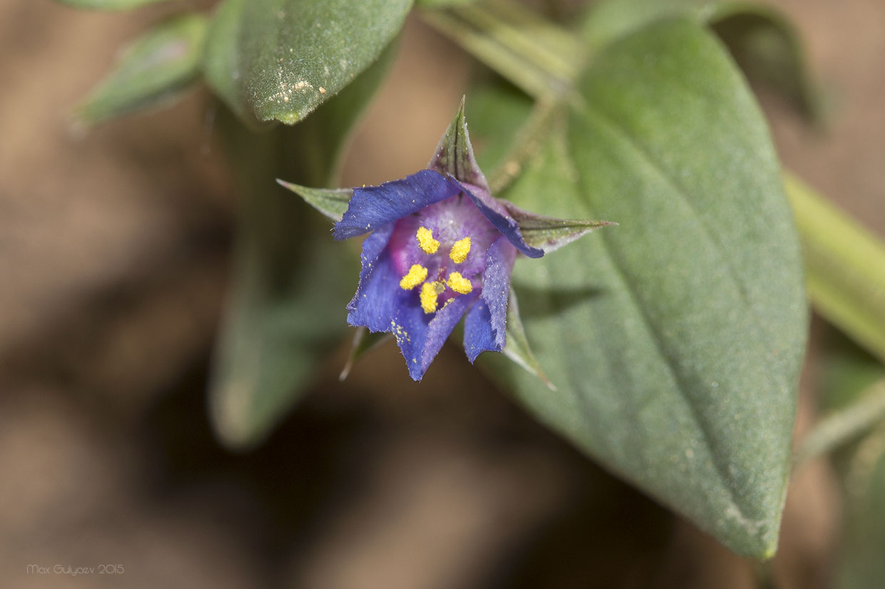 Изображение особи Anagallis arvensis.