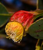 Eucalyptus forrestiana