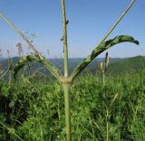 Silene italica. Средняя часть растения с сидящими насекомыми. Краснодарский край, м/о г. Геленджик, хр. Маркотх, гора Иорданова, ≈ 650 м н.у.м., горный луг. 21.05.2016.