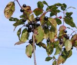 Frangula alnus