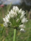 Allium albiflorum. Соцветие. Крым, Ай-Петринская яйла в р-не вершины Ат-Баш. 3 июля 2016 г.