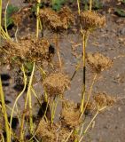 Daucus sativus