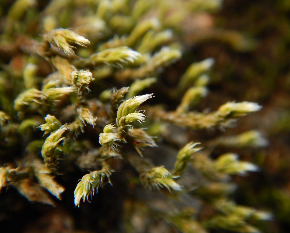 Изображение особи Hedwigia ciliata.