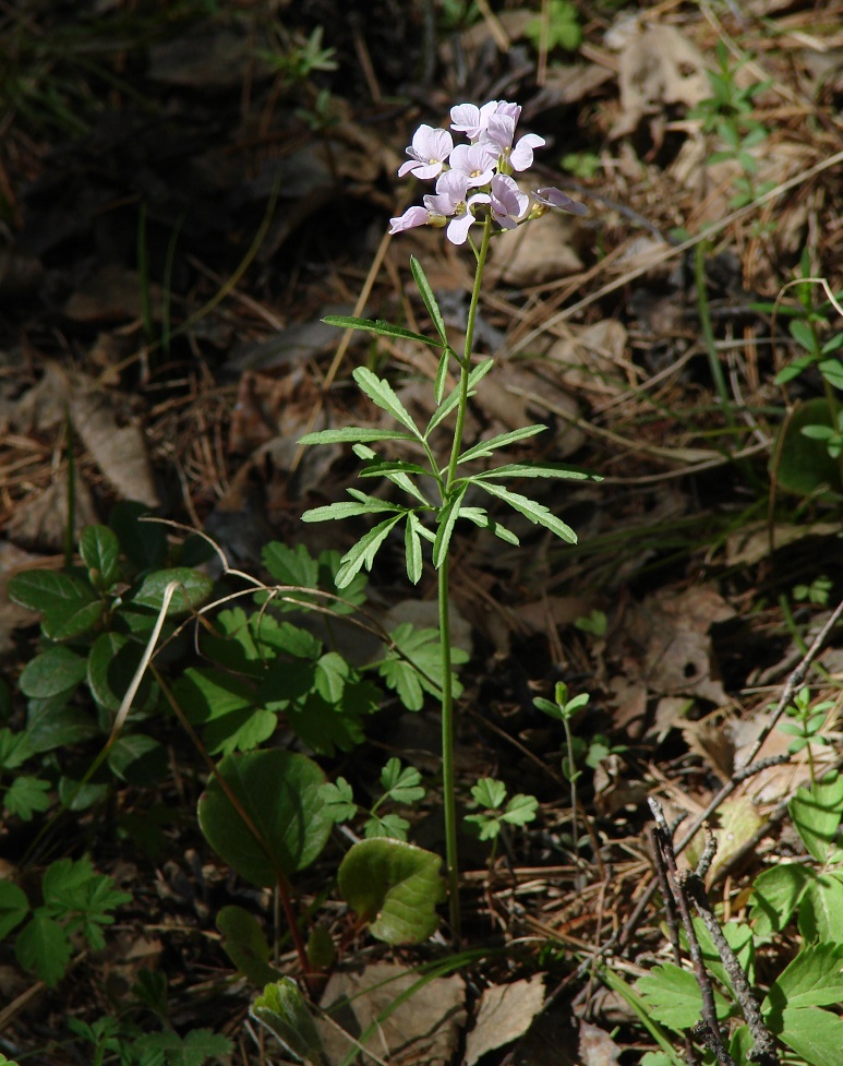 Изображение особи Cardamine trifida.