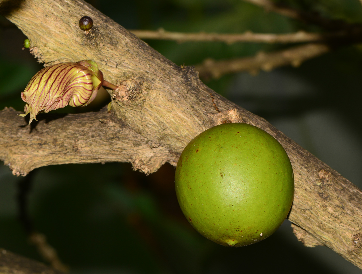 Изображение особи Crescentia alata.