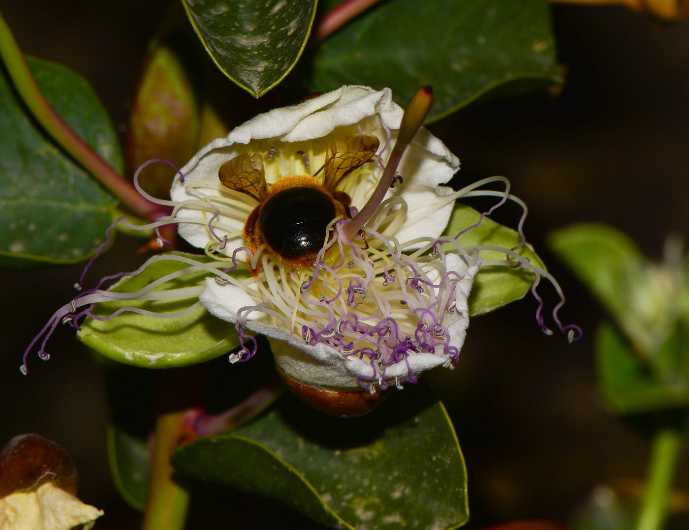 Изображение особи Capparis aegyptia.