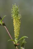 Salix myrsinifolia. Гинекандрическое соцветие. Кировская обл., окр. г. Кирово-Чепецк, долина р. Вятка, зарастающая лиственным мелколесьем. 29.05.2017.