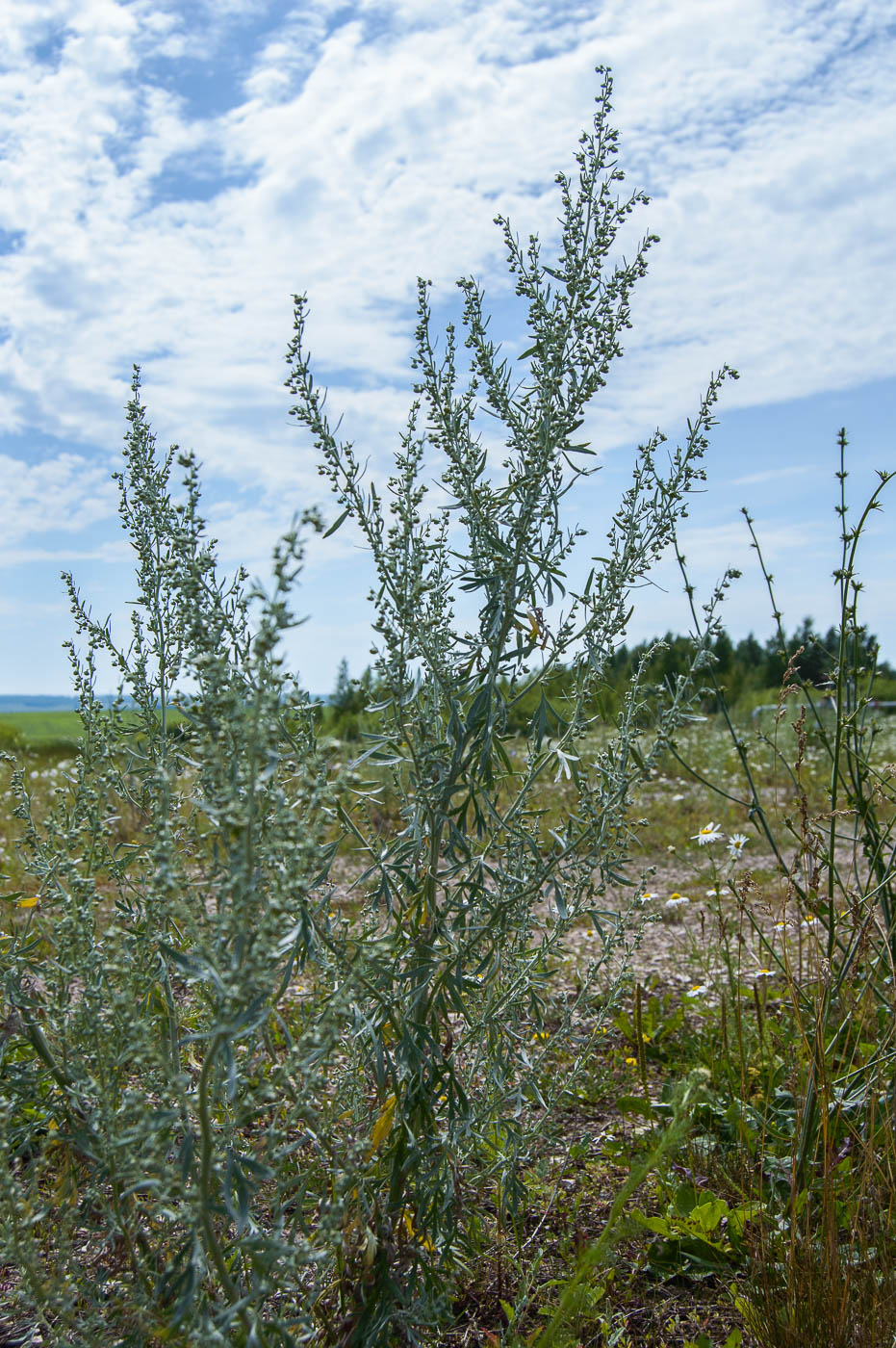 Image of Artemisia absinthium specimen.