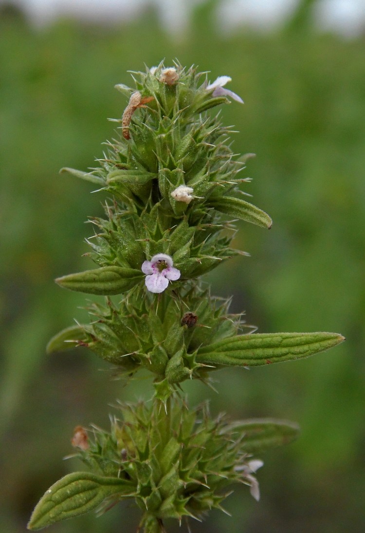 Изображение особи Chaiturus marrubiastrum.