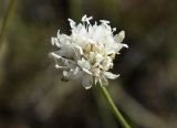 Cephalaria leucantha