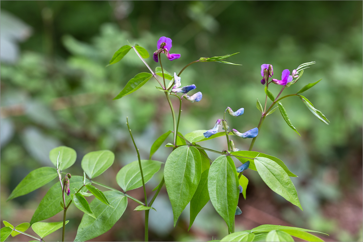 Изображение особи Lathyrus vernus.