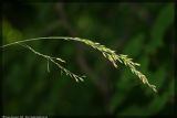 Festuca altissima