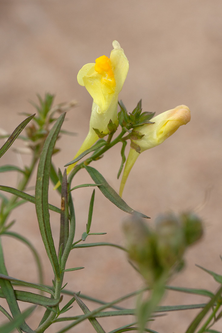 Изображение особи Linaria vulgaris.