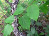 Betula dauurica. Побег. Амурская обл., Бурейский р-н, окр. с. Виноградовка, обочина дороги среди разнопородных кустарников. 20.07.2016.