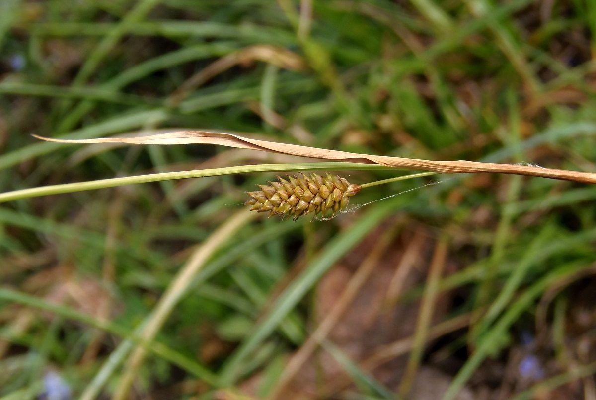 Изображение особи Carex distans.