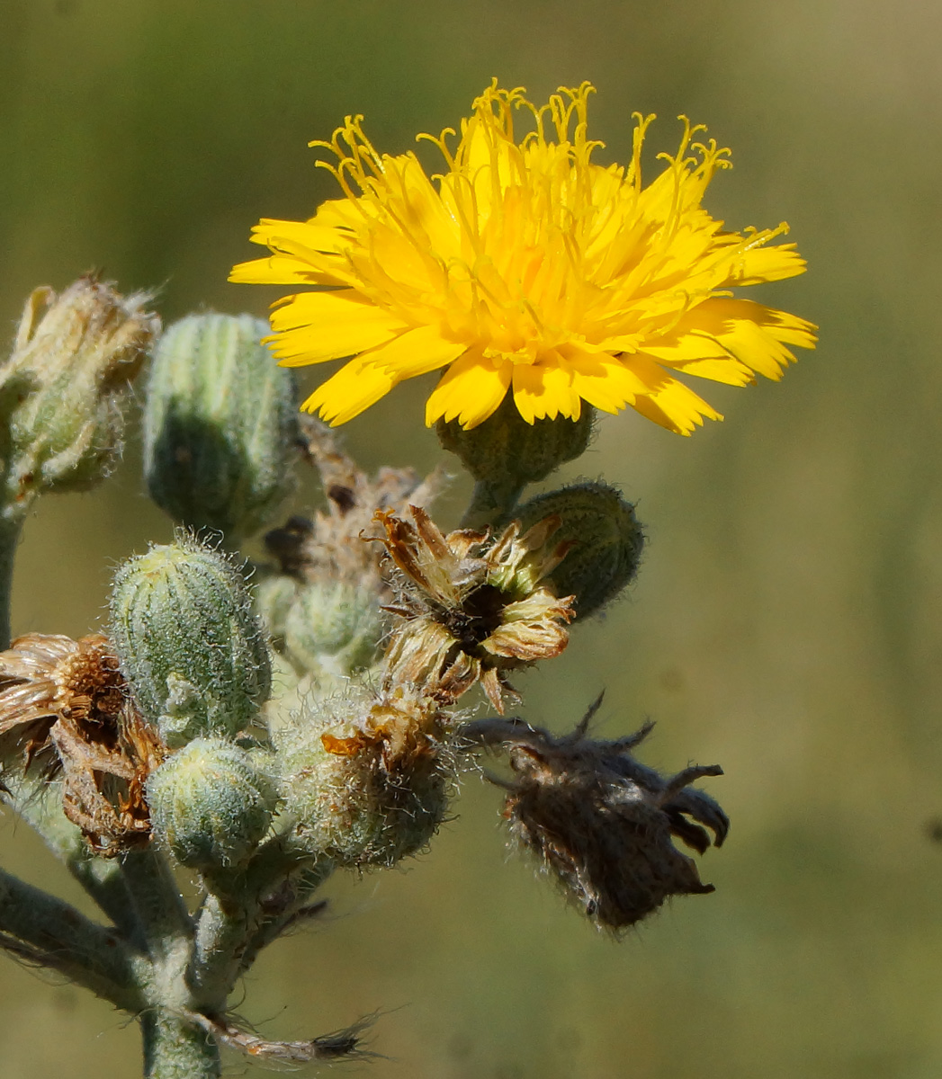 Изображение особи Pilosella procera.