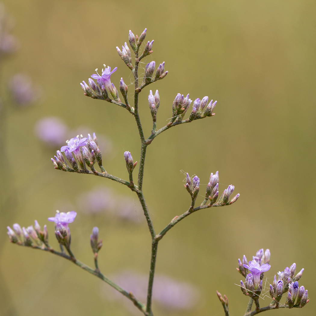 Изображение особи род Limonium.