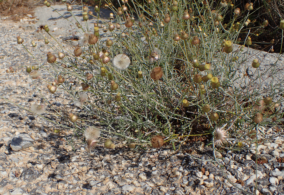 Изображение особи Phagnalon rupestre ssp. graecum.