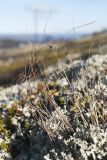 Juncus trifidus. Плодоносящее растение в сообществе с Flavocetraria nivalis, Vaccinium vitis-idaea и Empetrum hermaphroditum. Окр. г. Мурманск, лишайниково-кустарничковая тундра на вершине сопки. 29.09.2018.