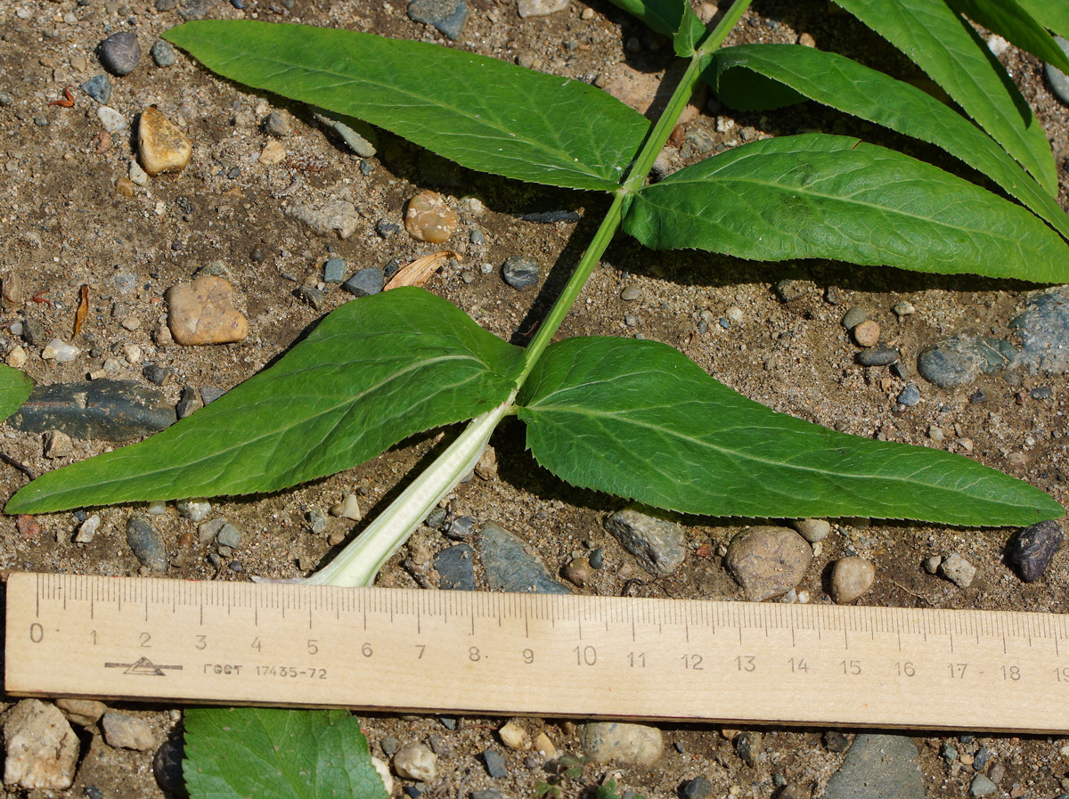 Изображение особи Sium latifolium.