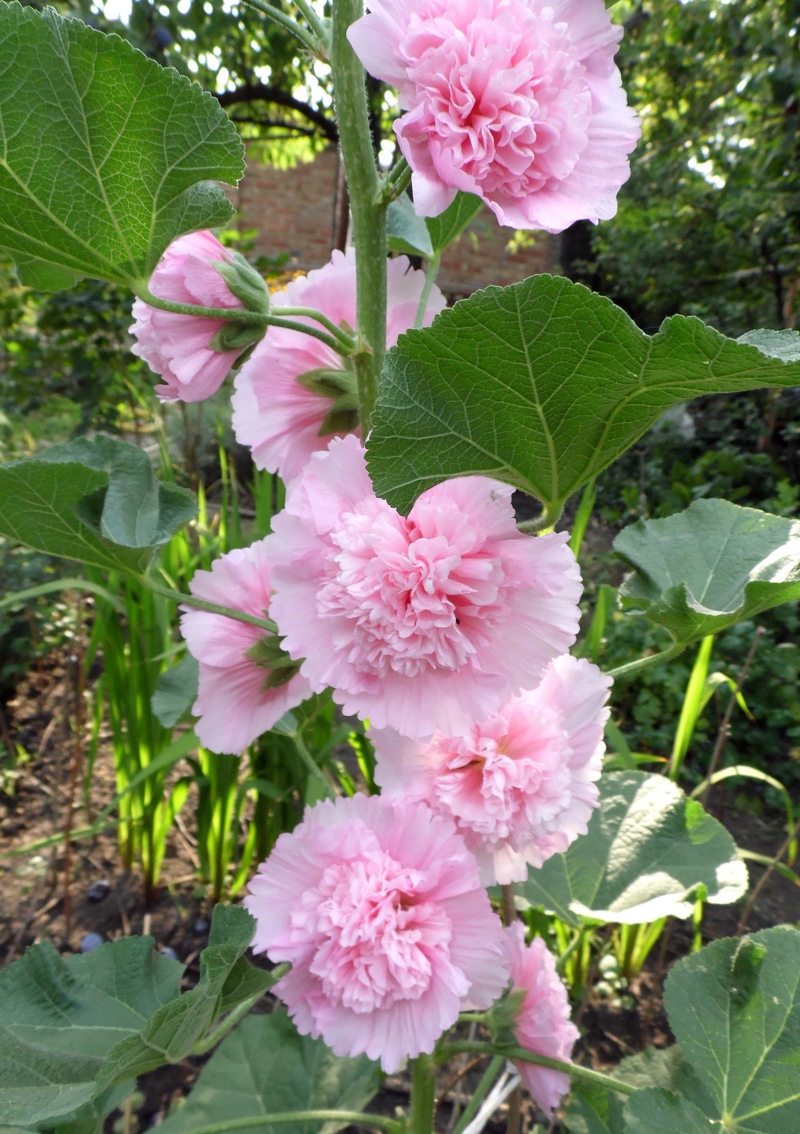 Изображение особи Alcea rosea.