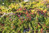 Loiseleuria procumbens. Плодоносящие растения. Мурманская обл., окр. пос. Дальние Зеленцы, воронично-лишайниковая тундра. 28.07.2018.