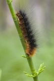 Equisetum fluviatile