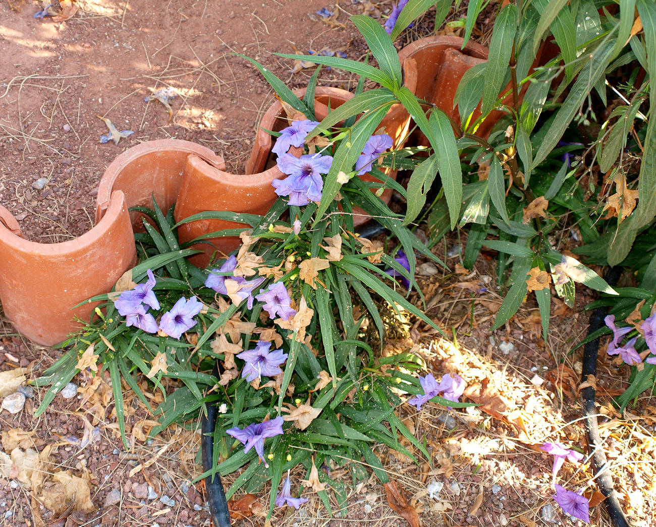 Image of Ruellia simplex specimen.