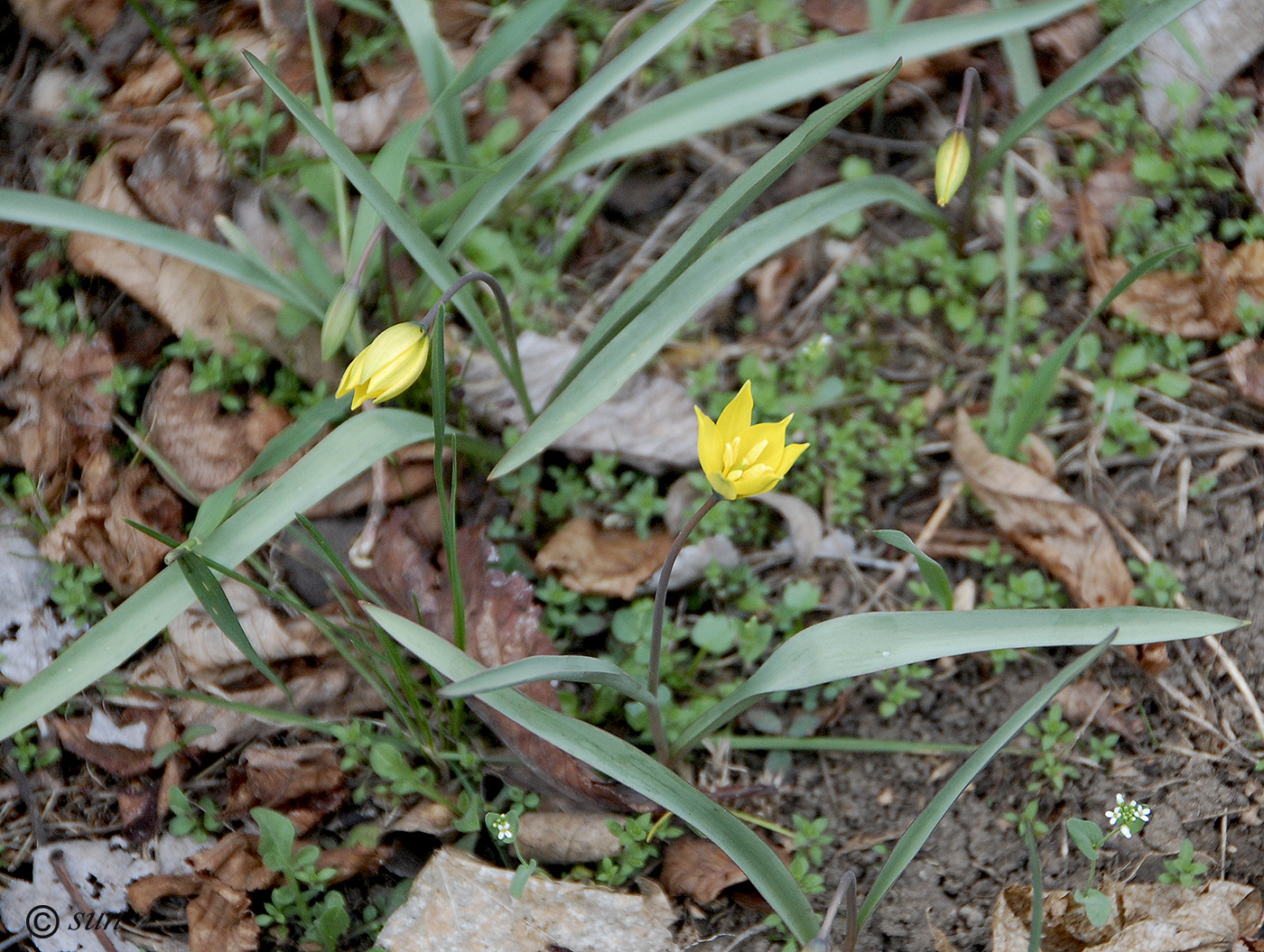 Изображение особи Tulipa biebersteiniana.