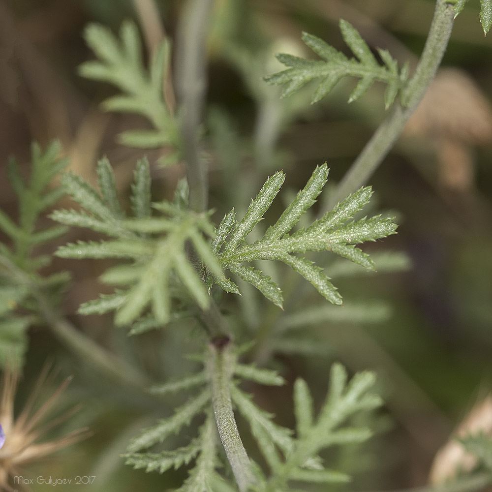 Image of Anthemis tinctoria specimen.