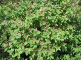 Lonicera tatarica. Ветви с распускающимися цветками. Мурманск, сквер по улице Воровского (район площади Пять Углов), в культуре. 06.07.2010.