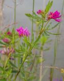 Trifolium lupinaster